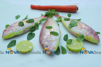 Nova Sea Foods