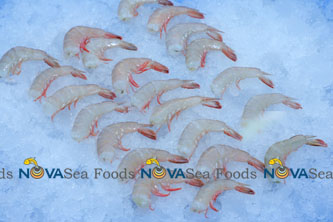 Nova Sea Foods