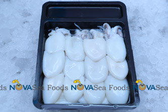 Nova Sea Foods