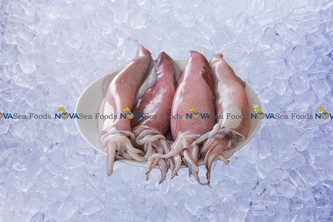 Nova Sea Foods