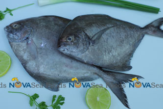 Nova Sea Foods