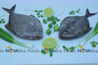 Nova Sea Foods