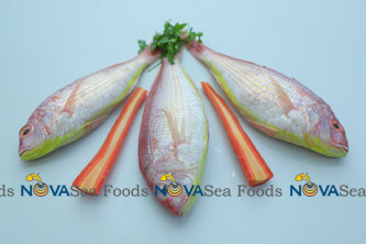 Nova Sea Foods