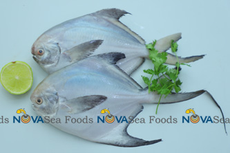 Nova Sea Foods