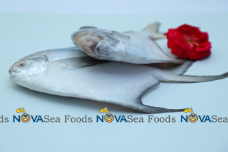 Nova Sea Foods